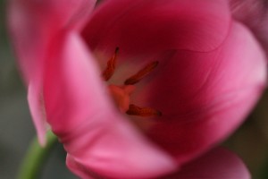 2009_0429_tulip_pink_macro