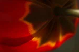 2009_0429_tulip_red_macro