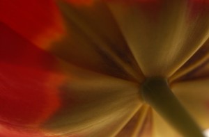 2009_0429_tulip_red_yellow_macro
