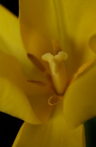 2009_0429_tulip_yellow_macro