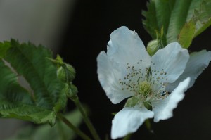 garden_blackberry_blossom