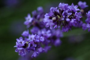 garden_lavender