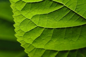 garden_leaf_closeup