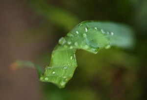 garden_leaf_raindrops