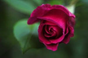 garden_rose