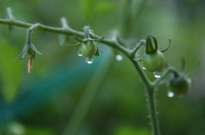 garden_tomatoes_raindrops