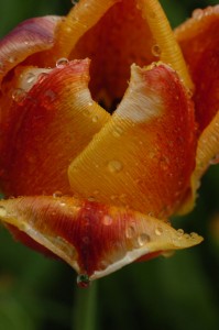 garden_tulip_closeup